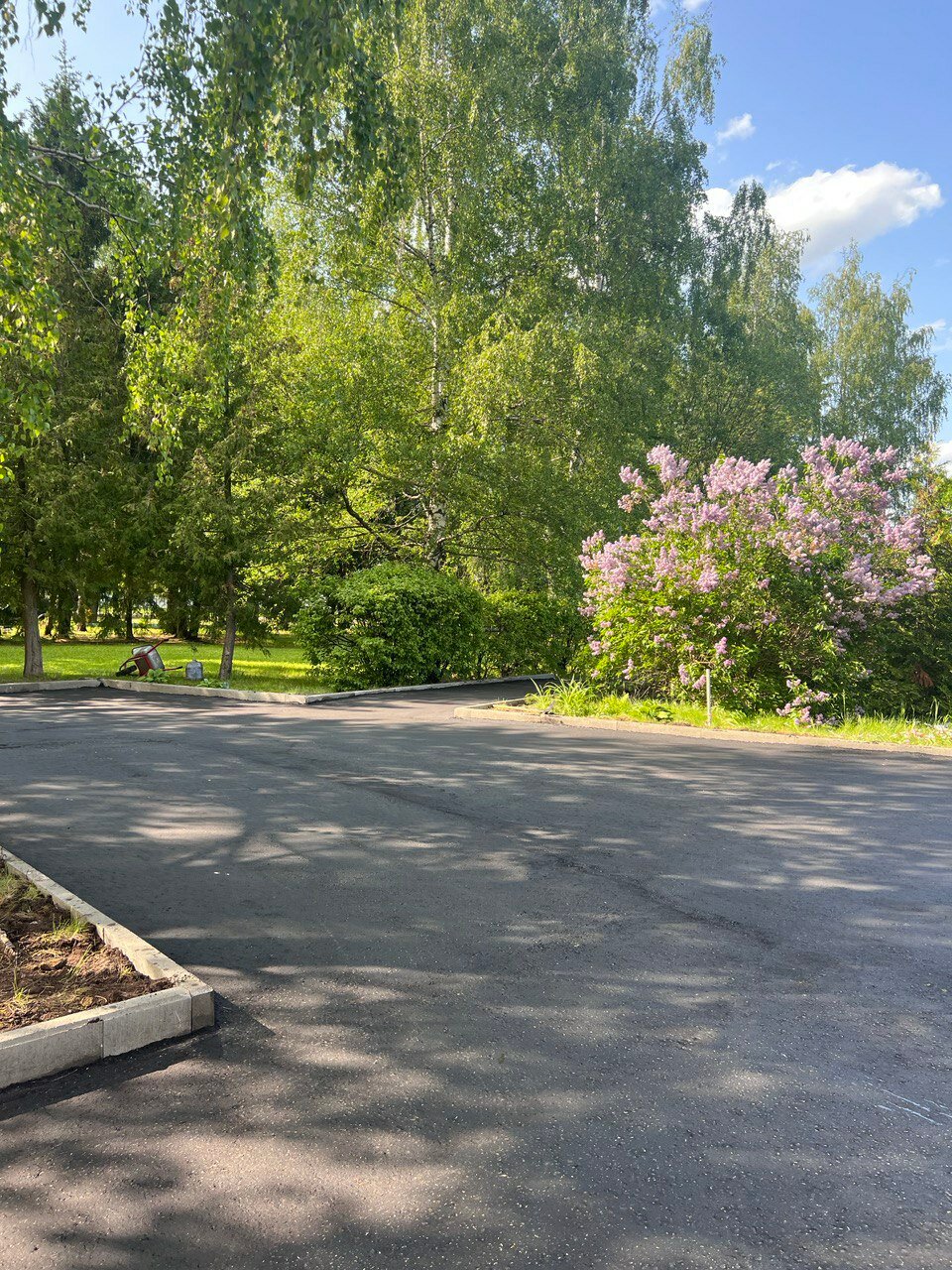 цветущая сирень, махровая сирень, сирень цветение, сирень, куст сирени