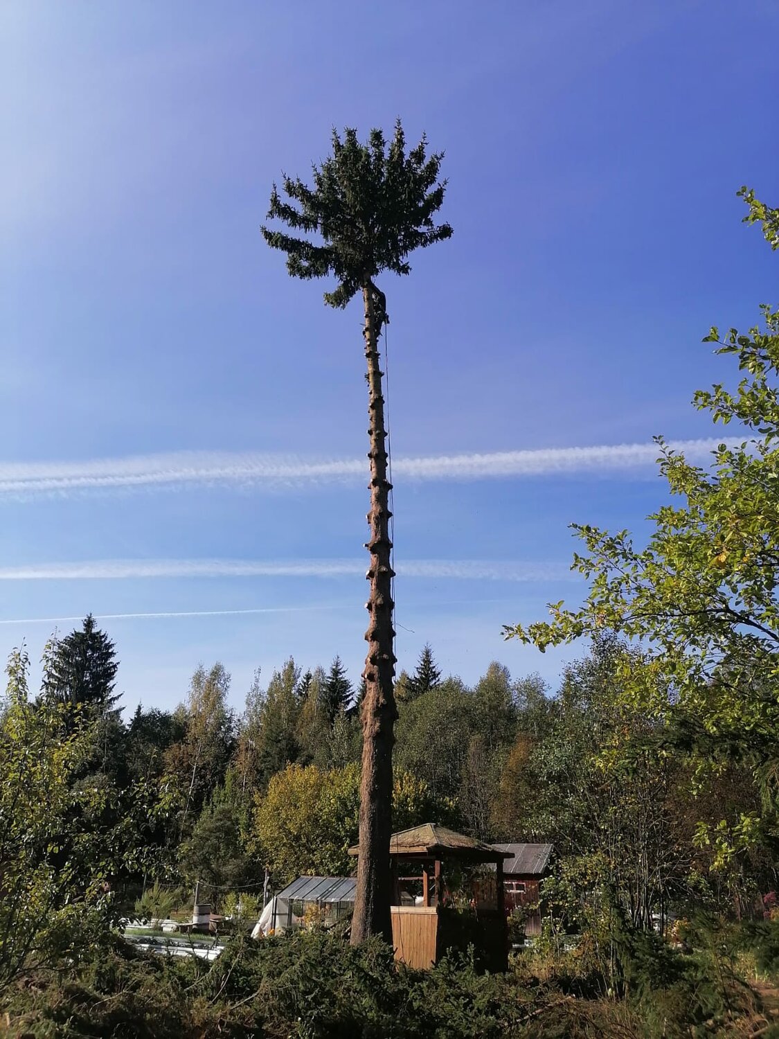 дерево, сосна, высокое дерево, сухое дерево, растение
