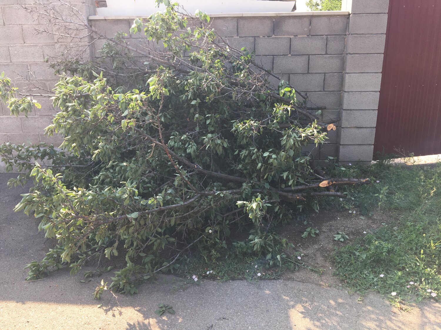 домашнее растение, дерево, растение, упавшее дерево, ветка дерева