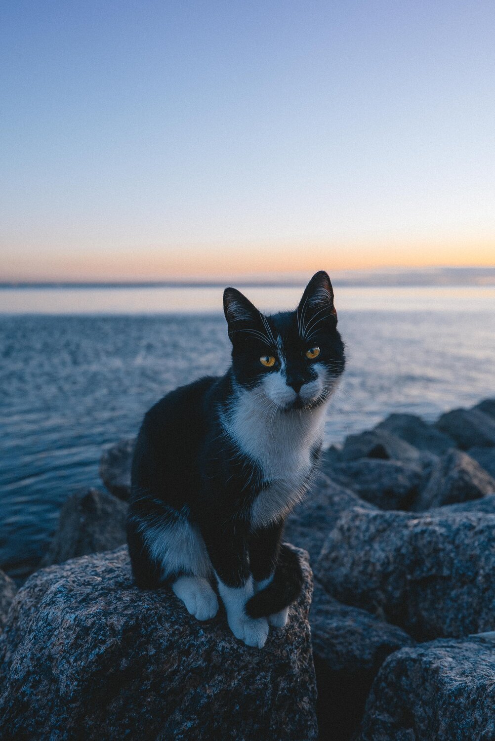 котик морской, котик на море, кошка, морская кошка, котики