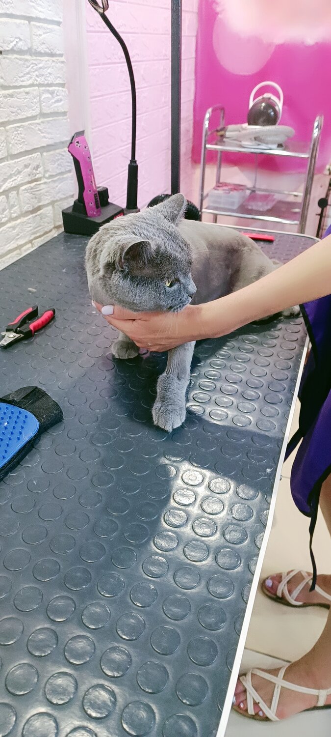 подстриженная кошка, подстриженный кот, грумер, стриженные кошки, кошка