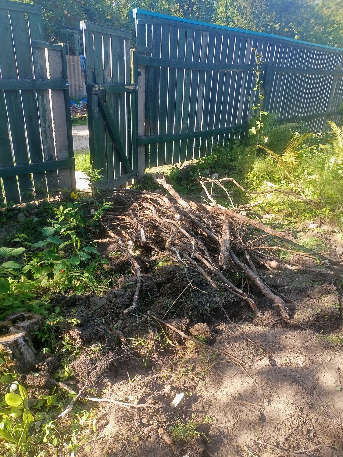растение, упавшее дерево, спиленное дерево, корни дерева, поваленное дерево