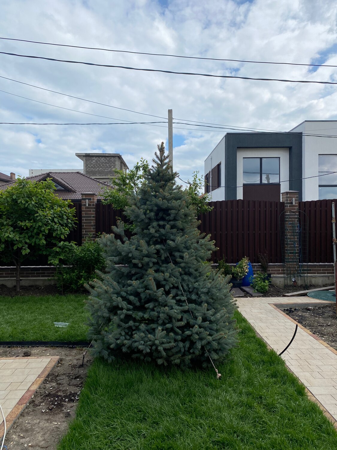 голубая ель, ель, ель колючая, ель колючая picea pungens, ель колючая глаука