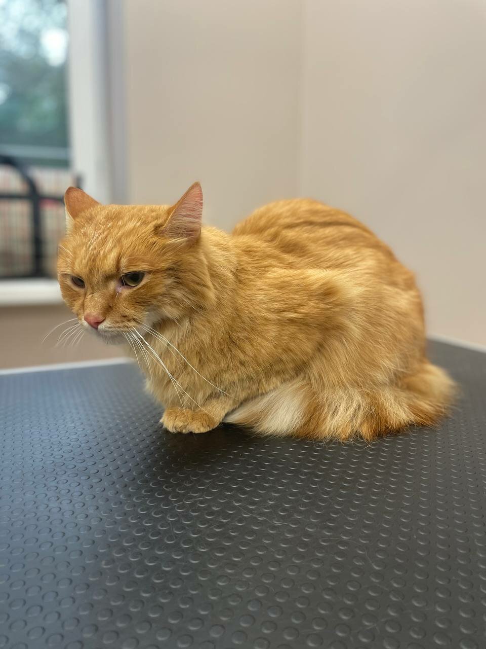 кошка, кот, рыжий кот, кошечка, коты
