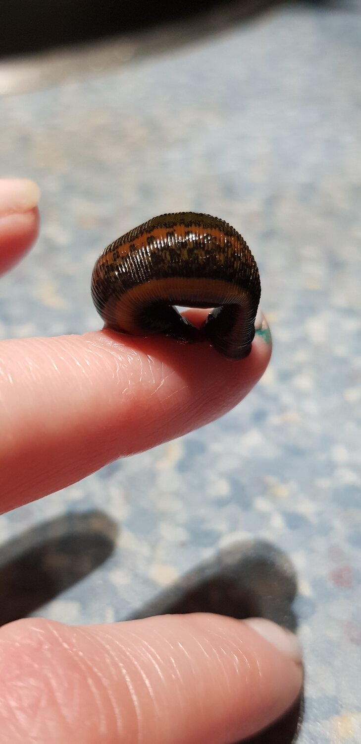 пиявка, большая пиявка, большая ложноконская пиявка, белая пиявка, пиявки на теле