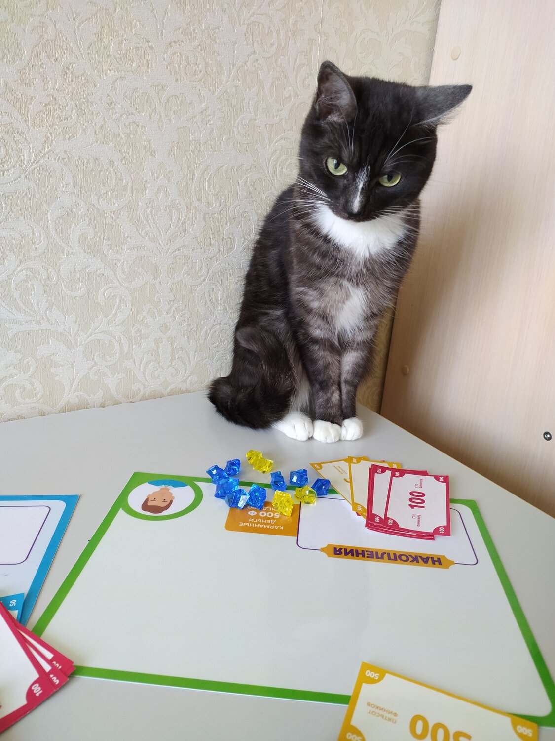 кошка, домашние животные, котики, кот, кошка кошка