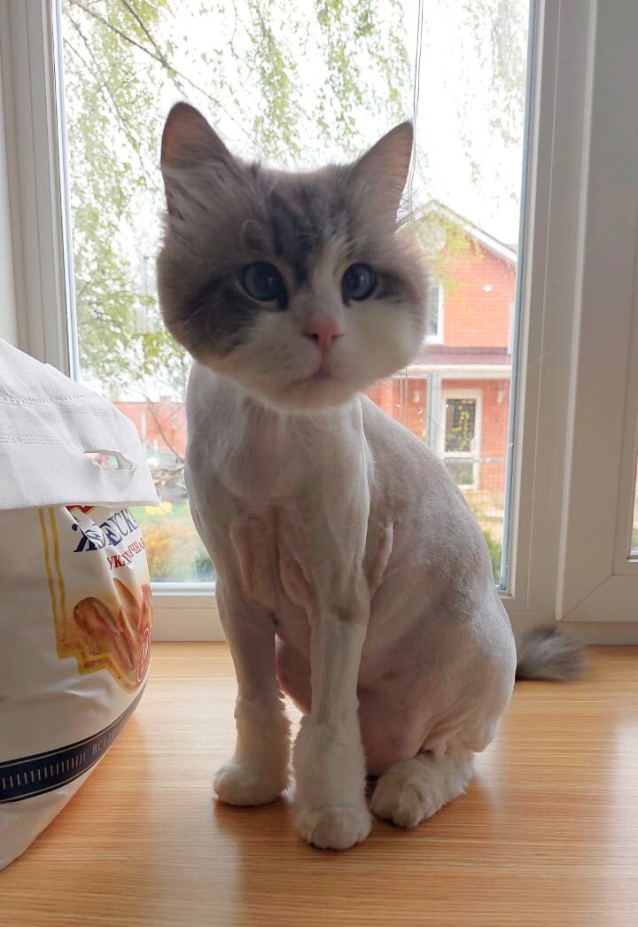 стриженный кот, кошка, подстриженный кот, подстриженная кошка, стриженные кошки
