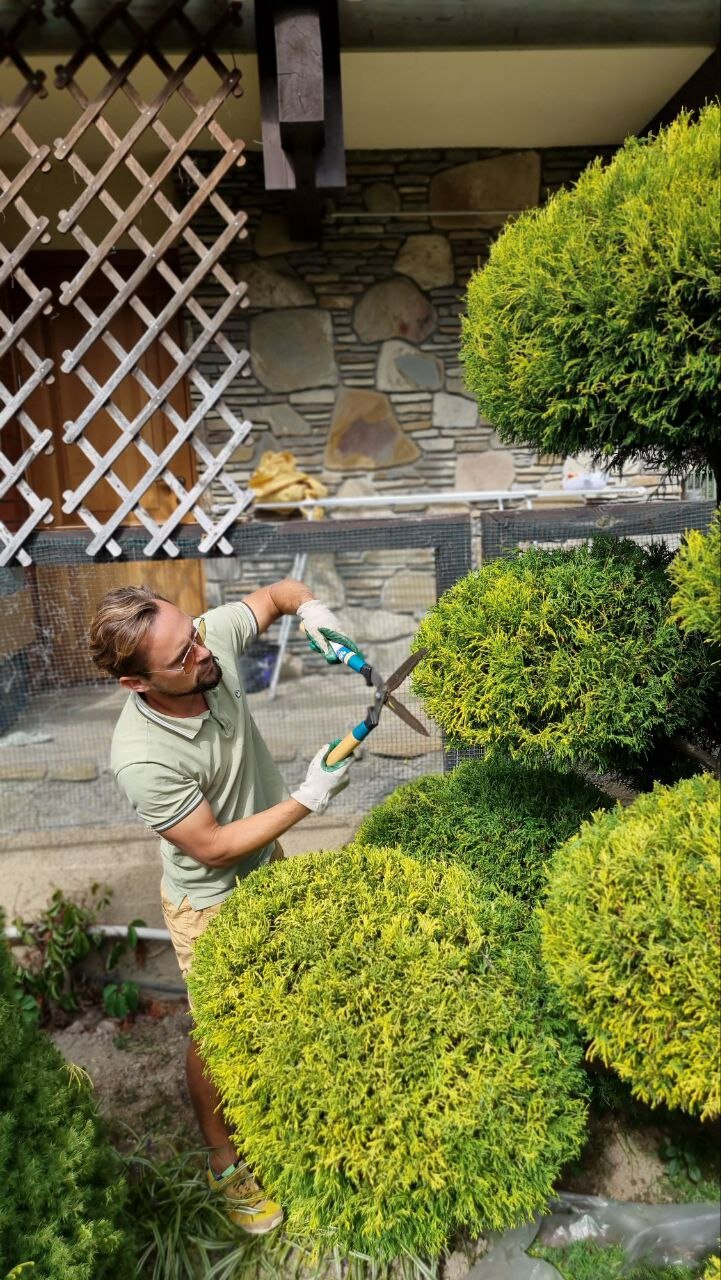 Стрижка Самшита фото 15