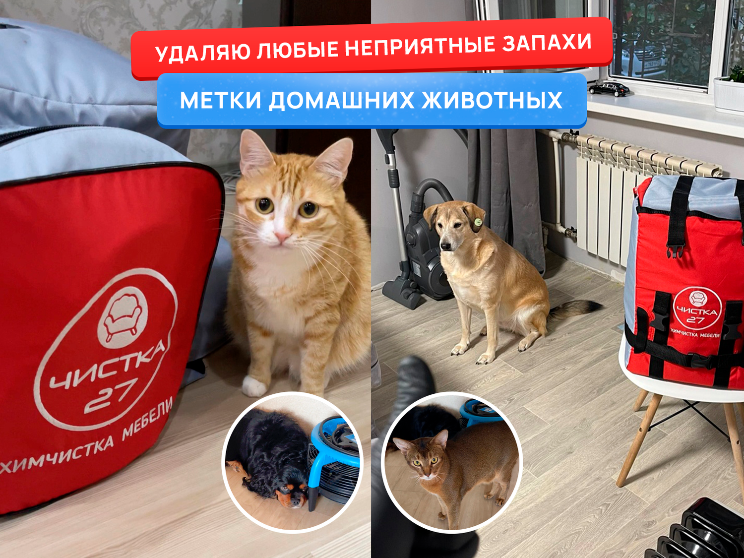 кот, кошка, кошечка, котики, крупные коты