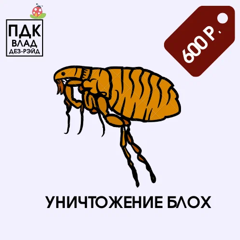 блохи, блоха рисунок, вши блохи, меры борьбы с блохами, блоха человеческая