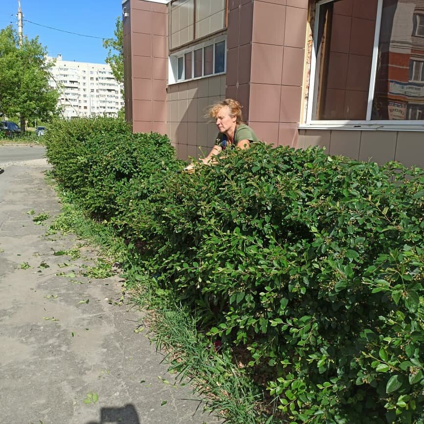 живая изгородь кизильник, боярышник живая изгородь, живая изгородь кизильник липа, бирючина живая изгородь, бирючина обыкновенная живая изгородь
