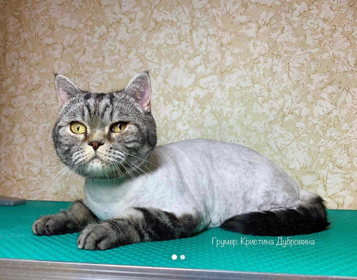 стриженный шотландский кот, стриженный британец кот, стриженный британец, британская короткошёрстная кошка, подстриженная кошка