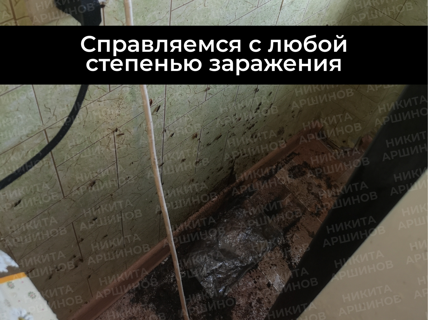 тараканы уничтожение, уничтожение тараканов, тараканы в квартире, уничтожить тараканов, клопы тараканы
