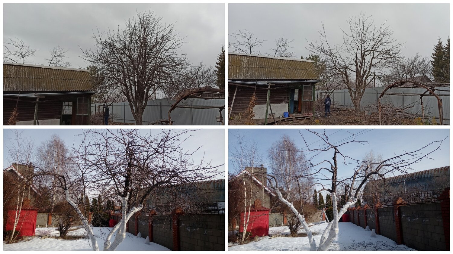 обрезка яблони, обрезка яблони зимой, обрезка яблони весной, старая яблоня, омолаживающая обрезка яблони