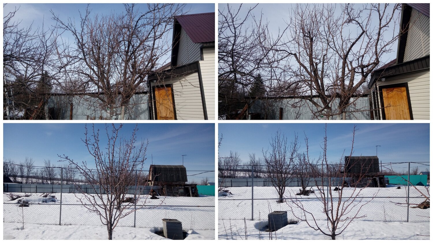 обрезка яблони, яблоня на участке, обрезка вишни весной, омолаживающая обрезка яблони, обрезка плодовых деревьев