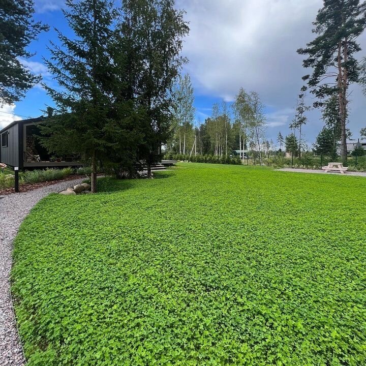 газон клевер белый ползучий, клевер для газона, lawn grass газонная трава, белый клевер для газона, клевер белый ползучий