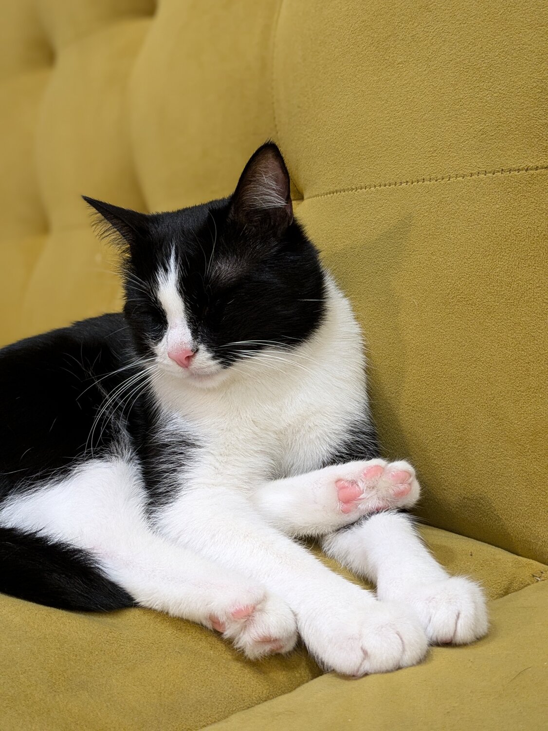 кот, кошка европейская короткошерстная, котик, коту, короткошерстная европейская кошка биколор