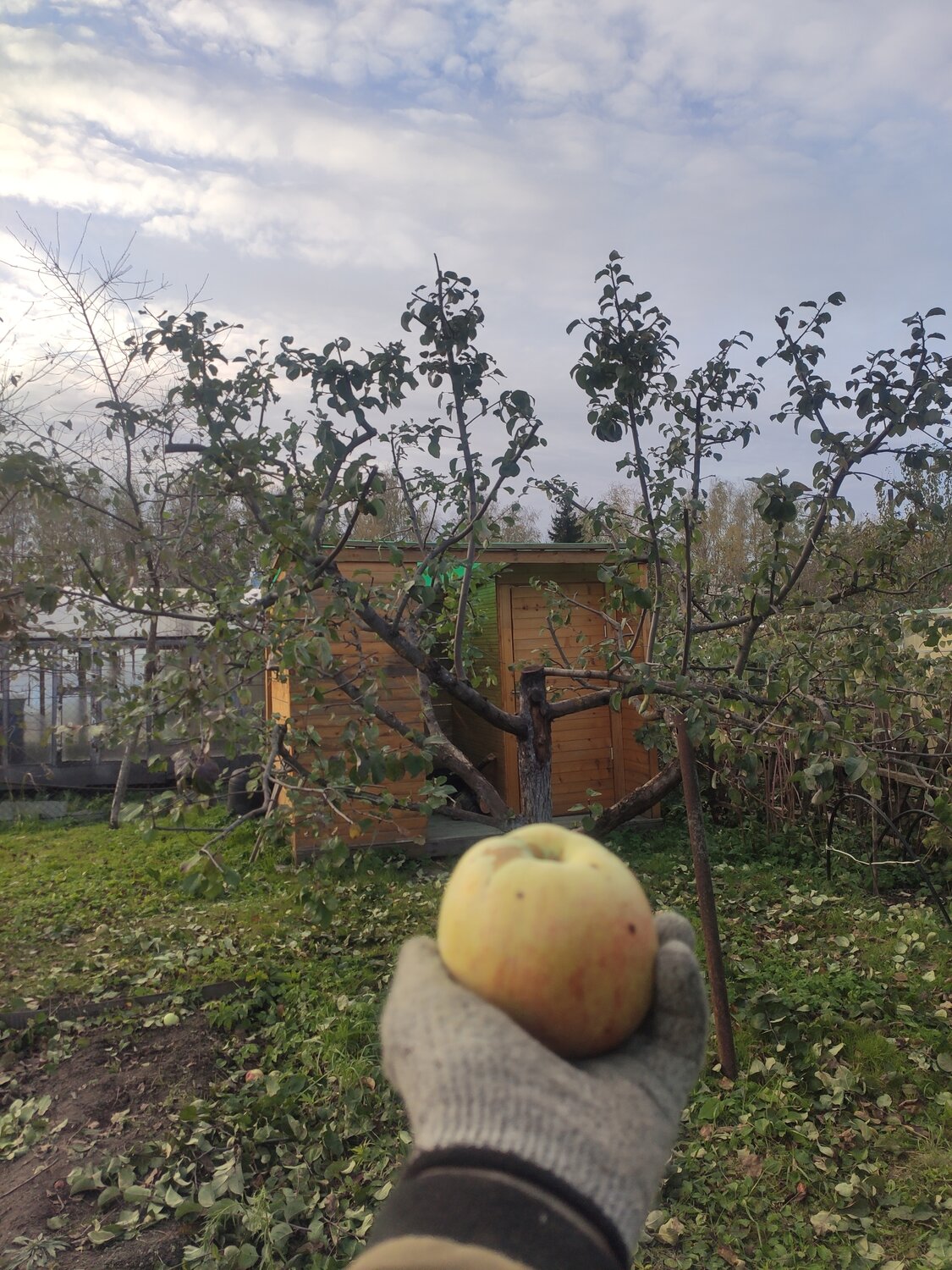 яблоня сорта, сорта яблок, яблони, яблоня поздняя, яблоня плодовая