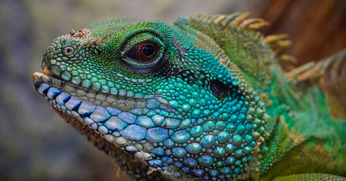 «Ученые обнаружили, что пятая часть всех видов рептилий — более 1800 ...