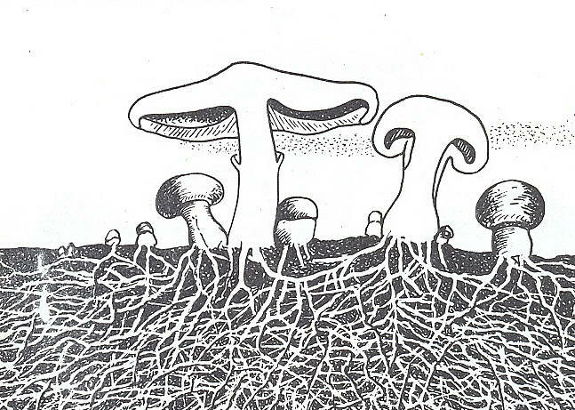 Как лечить дрожжи в волосах - 97 фото