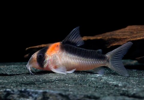 https://rybkivbanke.ru/wp-content/uploads/2019/09/Corydoras-duplicareus-11.jpg