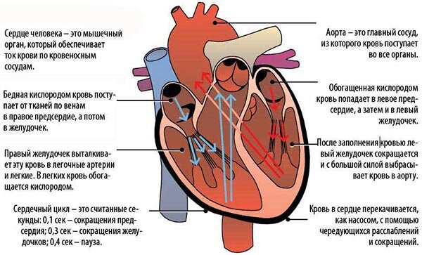 Где Болит Сердце У Человека Фото