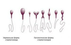 Азиялық томпақ порно
