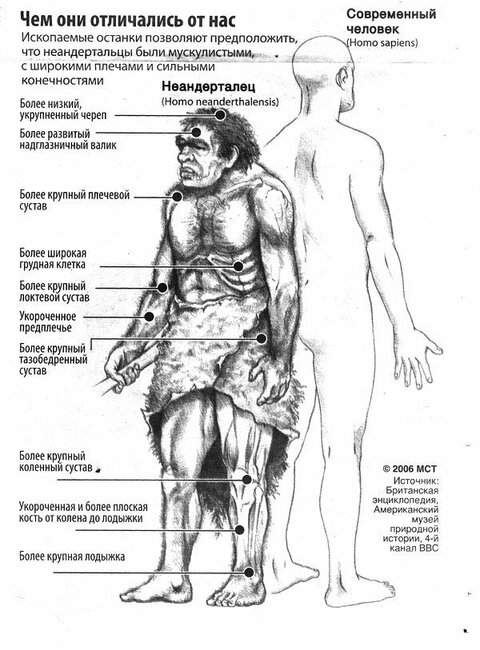 неандерталец сравнение.jpg