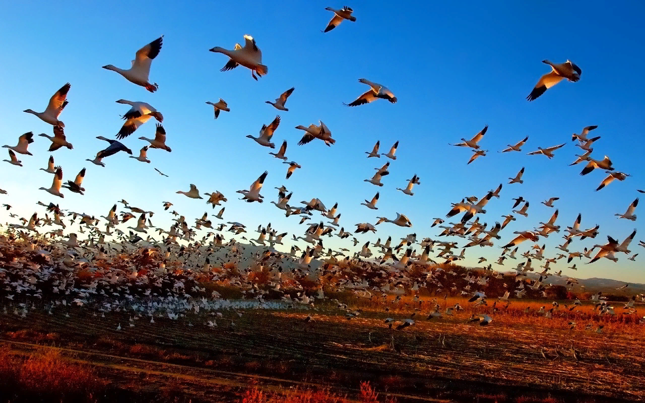 Осенью птицы, собираясь улетать, собираются в большие группы, как называется  такая группа птиц?» — Яндекс Кью
