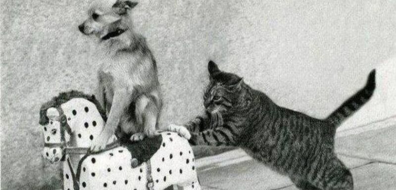 Статьи, Аккуратно! Рядом лошади! Prokoni.ru