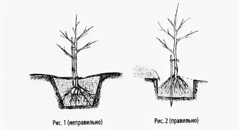 «Как сажать черешню весной?» — Яндекс Кью