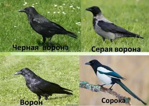«В чем отличие чёрного ворона от серых ворон?» — Яндекс Кью