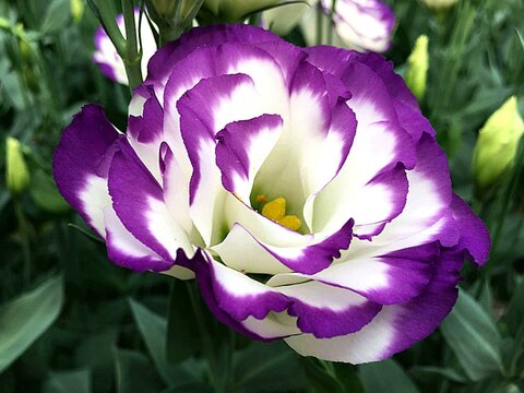 Eustoma_2.jpg