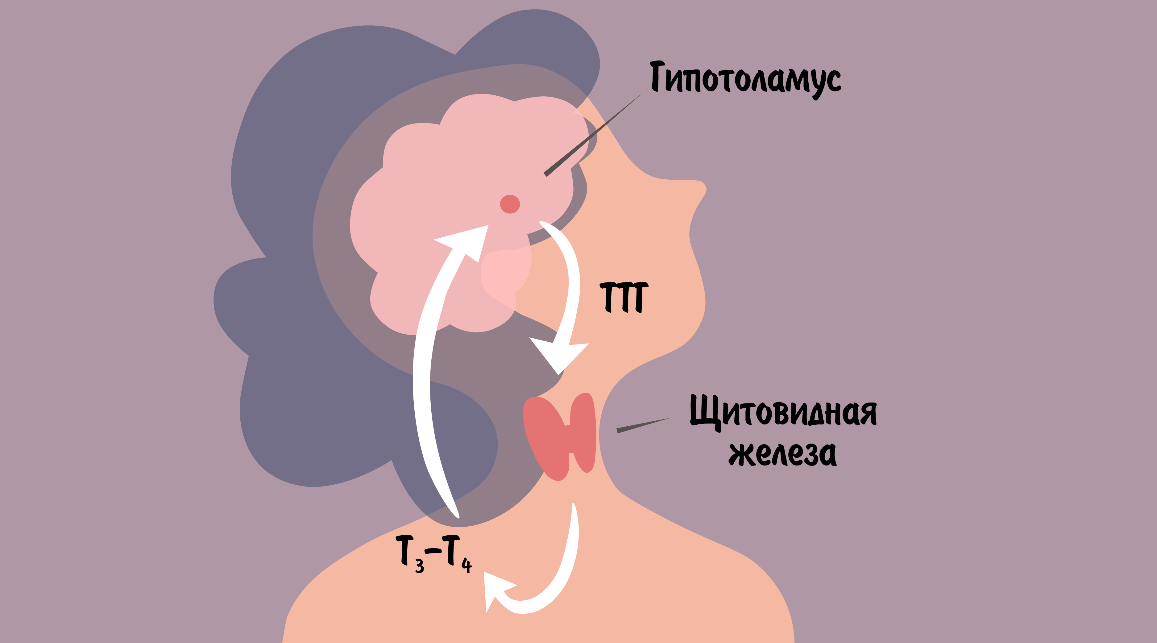 «ТТГ, Т3, Т4, АТ к ТПО: расшифровка анализов на гормоны щитовидной ...