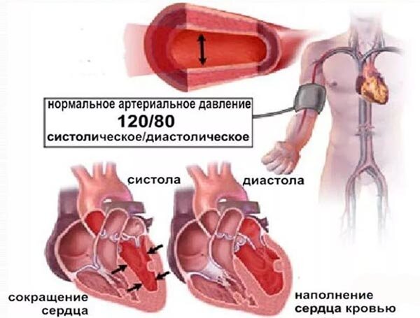 «Причины и лечение низкого нижнего давления» — Яндекс Кью