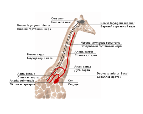 ВОЗВРАТНО гортанный нерв.png