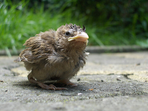 https://upload.wikimedia.org/wikipedia/commons/thumb/a/a6/Sparrow_chick.jpg/1200px-Sparrow_chick.jpg