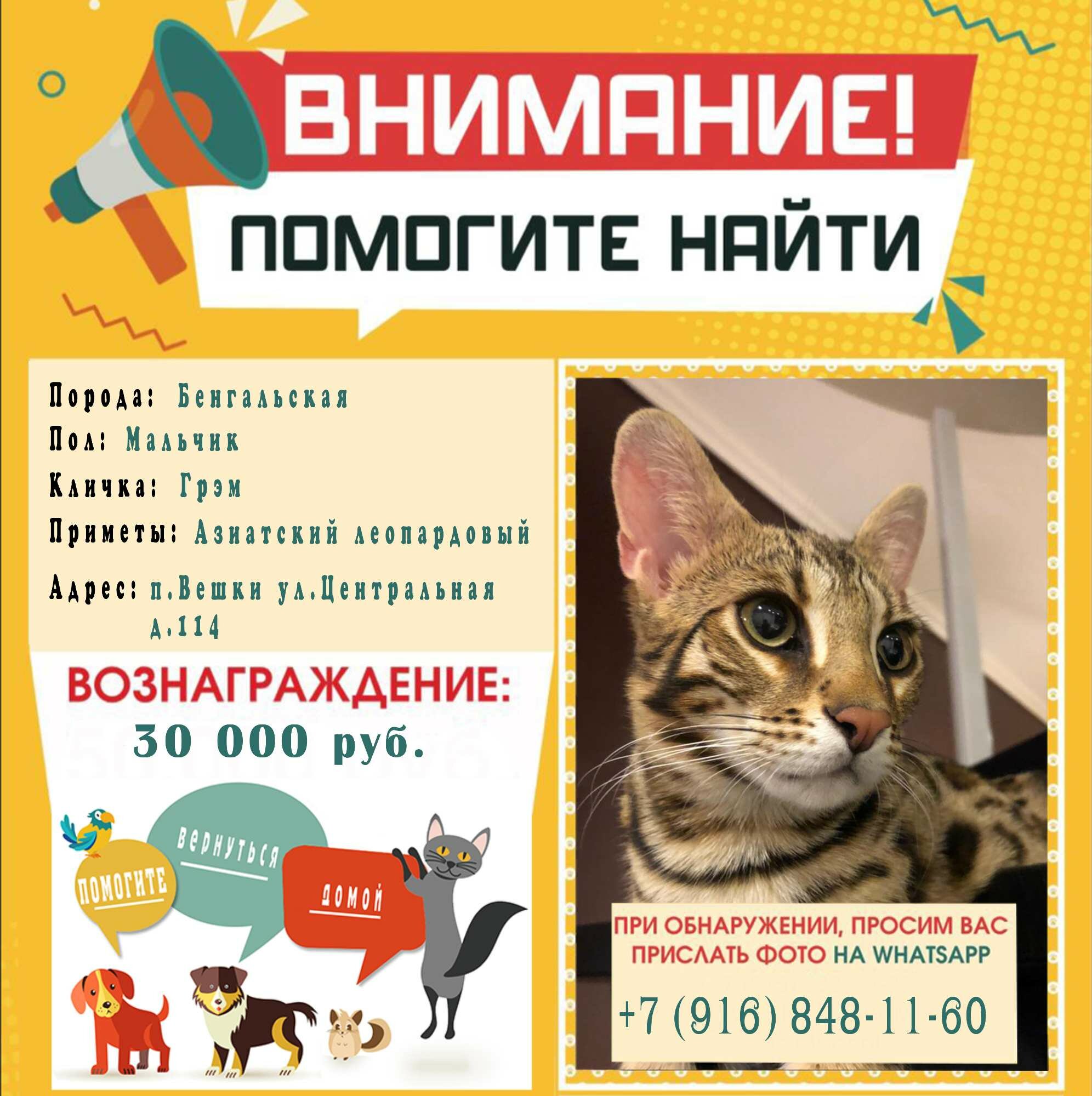 Нашли и подобрали кошку, куда разместить объявления? Как найти хозяина  пропавшей кошки?» — Яндекс Кью