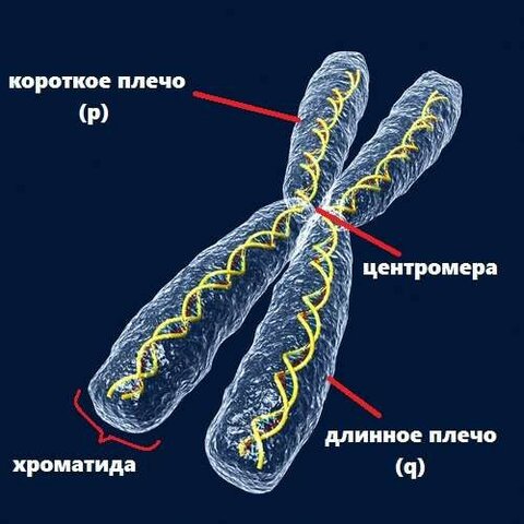 «Что такое хроматида?» — Яндекс Кью
