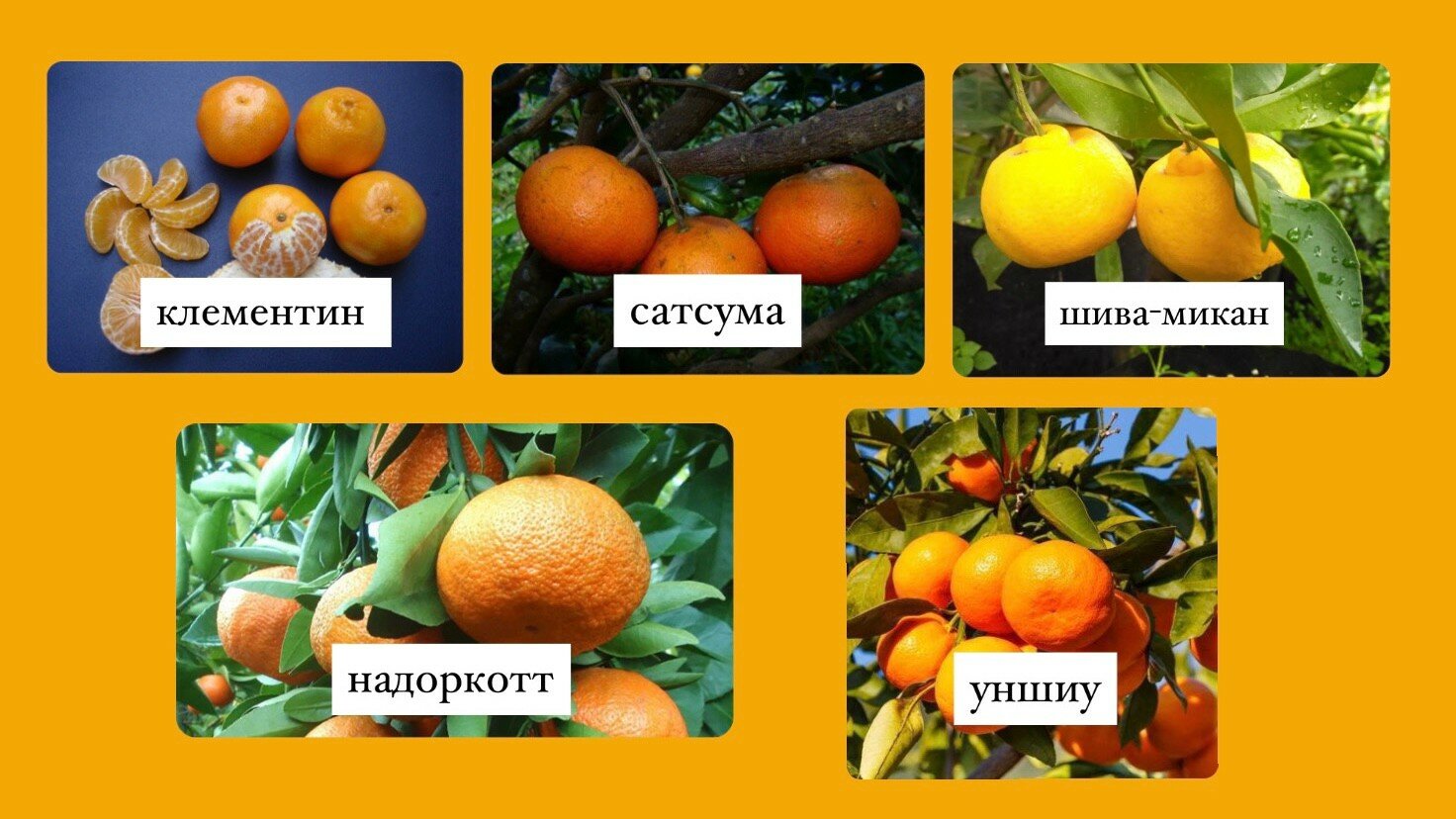 Сорта мандаринов с фото