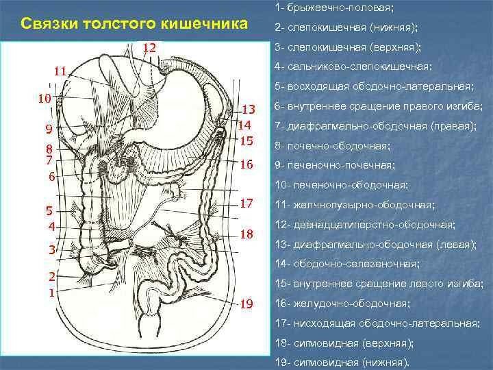 ТОНКИЙ КИШЕЧНИК. СХЕМАТИЧНОЕ ИЗОБРАЖЕНИЕ - ПИЩЕВАРИТЕЛЬНАЯ СИСТЕМА - БОЛЬШОЙ АТЛ