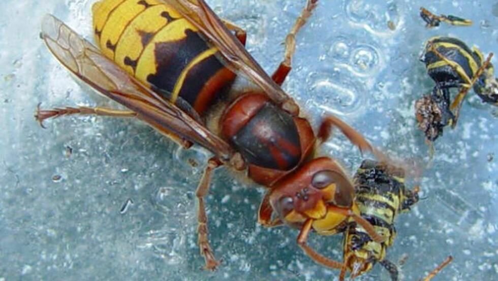 Матка осы фото крупным планом