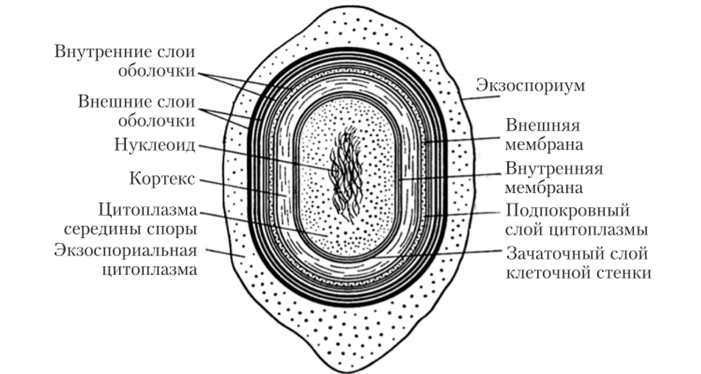 Расположение споры в клетке