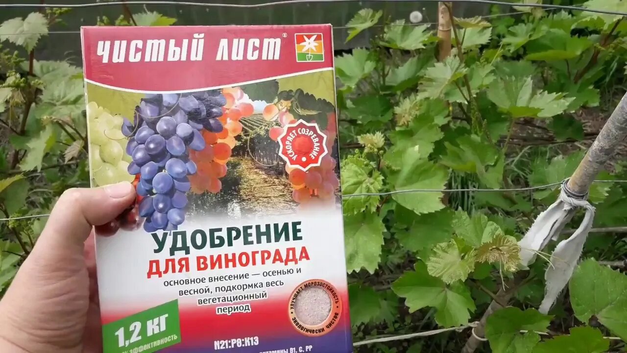 Чем подкормить виноград во время цветения и плодоношения?