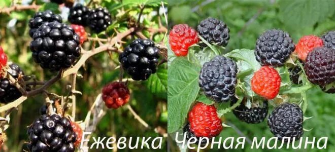 «Чем отличается ежевика от черной малины?» — Яндекс Кью