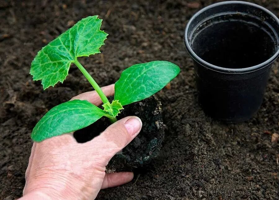 Как посадить кабачки в открытый грунт рассадой?» — Яндекс Кью