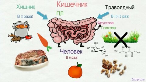 КИШЕЧНИК к длине тела.jpg