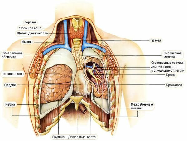 Где Болят Легкие У Человека Фото