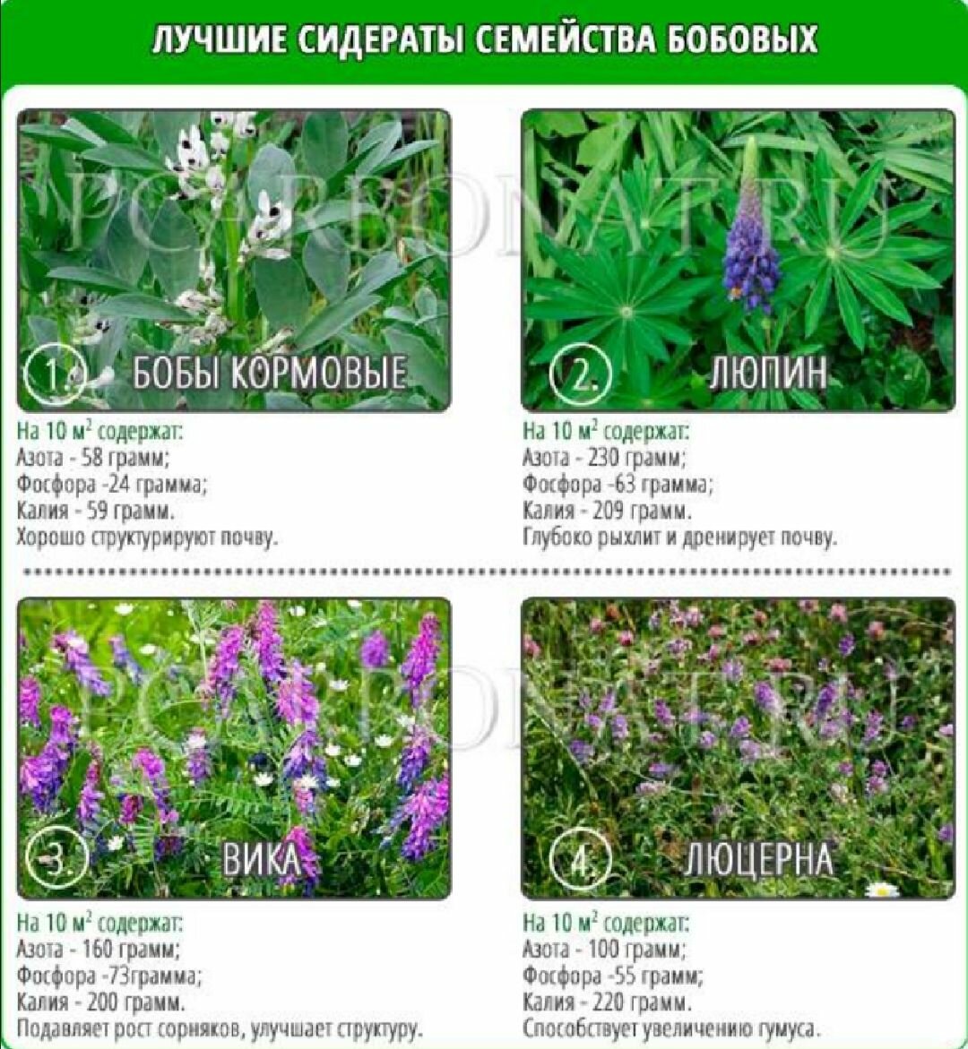 Горчица как сидерат когда сеять и когда закапывать в теплице