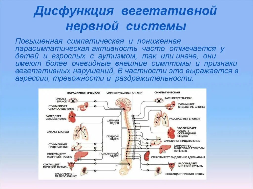 Вегетативная нервная система фото